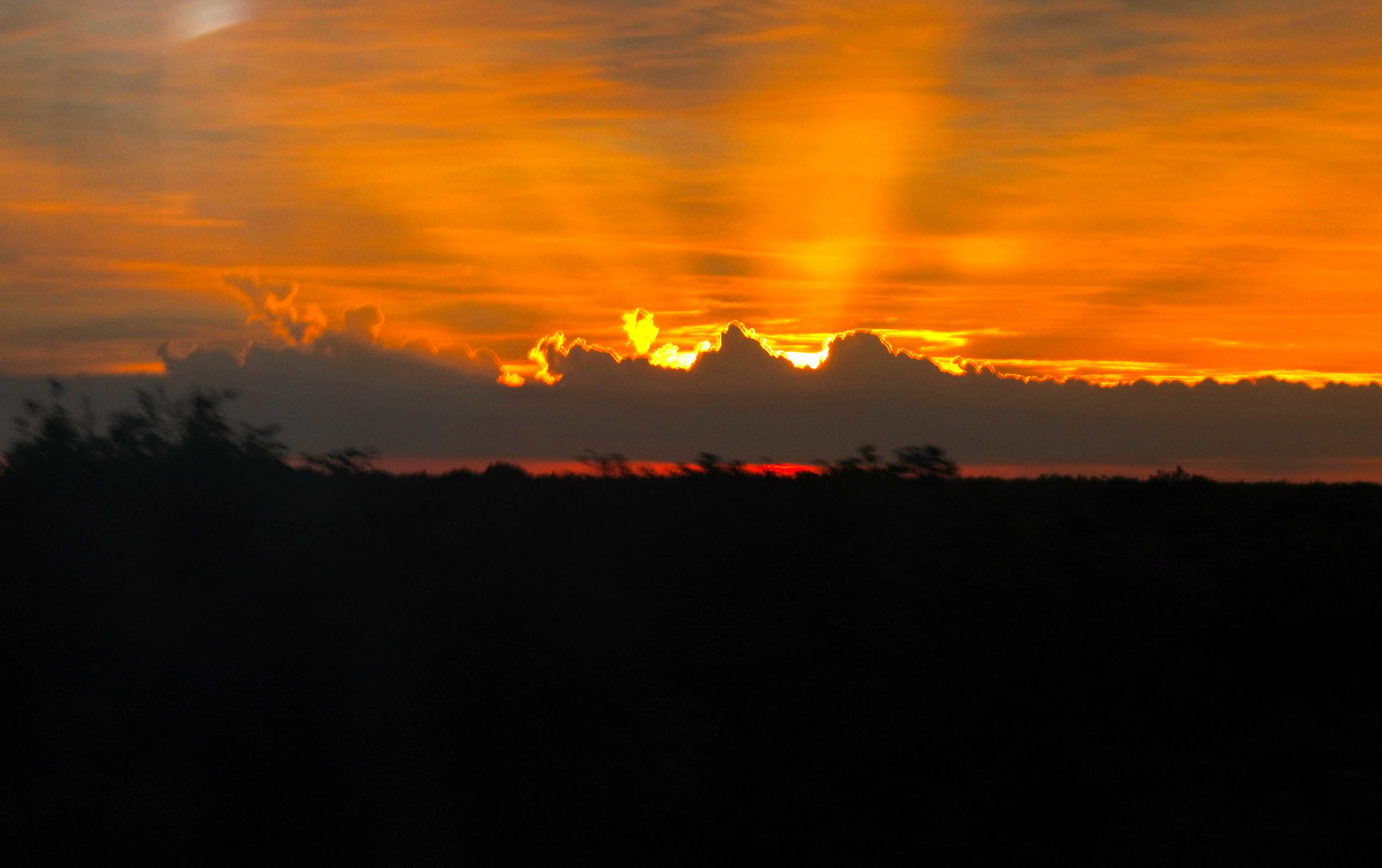 新型コロナウィルス